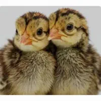 جوجه بلدرچین