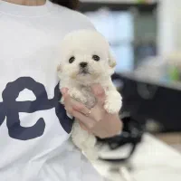 سگ اپارتمانی پودل مالتیز عروسکی مینی|سگ|تهران, پارک شهر|دیوار