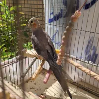 عروس هلندی ماده