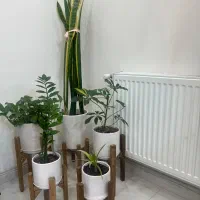 مجموعه گل های آپارتمانی