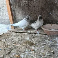 کبوتر پرشی نروماده اصیل|پرنده|کاشان, لتحر|دیوار