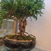 گل وگلدان بن سای سرو ژاپنی وارداتی