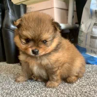 پام پودل، خــ. رسی رـوباهی، از 3900|سگ|تهران, توحید|دیوار