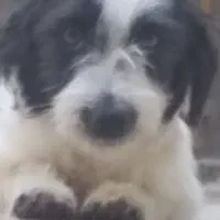 سگ خانگی جس|سگ|ری, علایین|دیوار