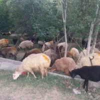 گوسفند زنده داخل باغ در سه راه عظیمیه