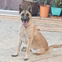 سگ مالینویز ماده