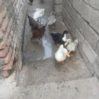 ۲تاغازو۳تااردک ایرانی