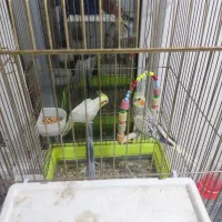 عروس هلندی|پرنده|کمیجان, |دیوار