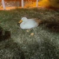 کافه رستوران