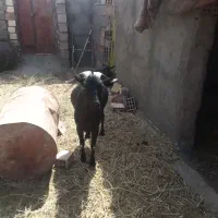 نربزمورسیا اصل|حیوانات مزرعه|زهان, |دیوار