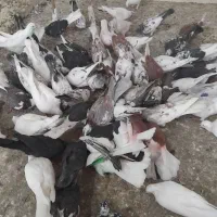 کفتر قم بارشنبه پرنده کیان جدا کن فقط دونه ای100|پرنده|کرج, خرمدشت|دیوار