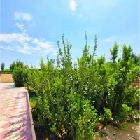 فروش زمین باغ بادرخت فنس وسی متر سازه اهن کشی شده