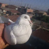 سلام یه کبوتر  ماده از نصل شمرونی|پرنده|مزرعه کتول, |دیوار