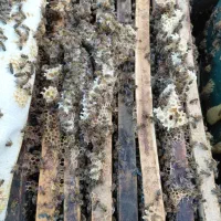 سلام فروش ۴۰۰ کندو فول از ۵تا ۸ قاب .۴تا ۷  تخم