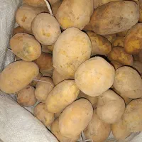 فروش سیب زمینی اگریا وجیلی درجه یک|عمدهفروشی|چاراویماق, |دیوار