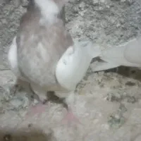 کبوتر|پرنده|سلامی, |دیوار