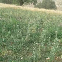 زمین کشاورزی آبی