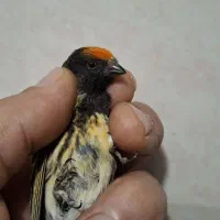 طوطی عروس .گلبسر. مرغ عشق