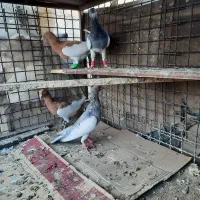 دم سفید|پرنده|آبیک, |دیوار