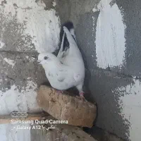 کفتر