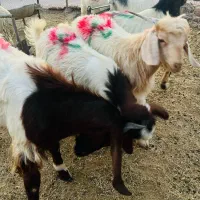 گوسفند زنده