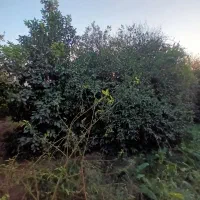 باغچه-700-متری-عباس-آباد