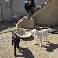 بزغاله|حیوانات مزرعه|برخوار, |دیوار