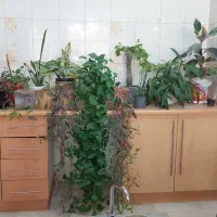 چند عدد کوزه گل