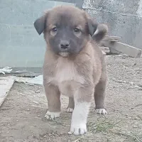 توله الابای اصیل سگ|سگ|تهران, تهرانپارس شرقی|دیوار