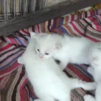 گربه اسکاتیش باتوله هاش|گربه|مشهد, شهید شهریاری|دیوار