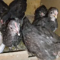 مرغ وخروس گلین|حیوانات مزرعه|رباط‌کریم, نصیرشهر|دیوار