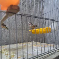 فنچ گلوبریده|پرنده|پاکدشت, پاکدشت (مامازند)|دیوار