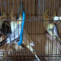 جوجه عروس هلندی سه ماهه