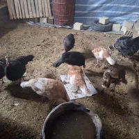 بوقلمون ماده