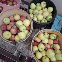 فروش سیب درجه یک