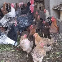 مرغ و خروس|حیوانات مزرعه|کاشان, شهرک صنعتی کویر|دیوار