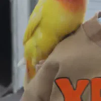 طوطی برزیلی گم شده