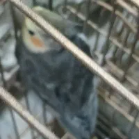 عروس هلندی|پرنده|تهران, شکیبا|دیوار