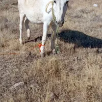 خر اخده