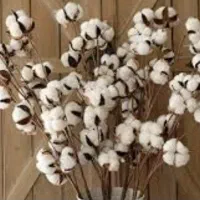 مقداری کولوزه پنبه