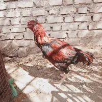 خروس لاری|اسباب‌‌بازی|بردسیر, |دیوار