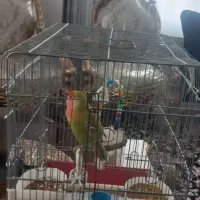 طوطی برزیلی نر|پرنده|ملایر, |دیوار