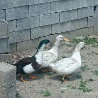 فروش اردک محلی