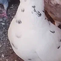 تعدادی کبوتر پرشی برای فروش