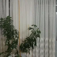 پرده نو|پرده، رانر، رومیزی|زنجان, |دیوار