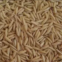 چلتوک کامفیروزی درجه یک