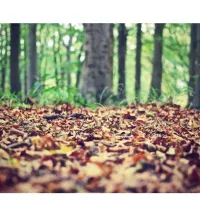 خریدار نقدی چوب هیزم و کاتین (سر شاخه)