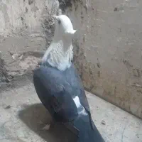 کبوتر