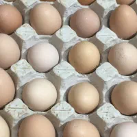 تخم مرغ رسمی گلپایگان|خوردنی و آشامیدنی|فردیس, فردیس|دیوار