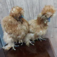 فروش مولد مرغ ابریشمی|حیوانات مزرعه|نسیم‌شهر, |دیوار